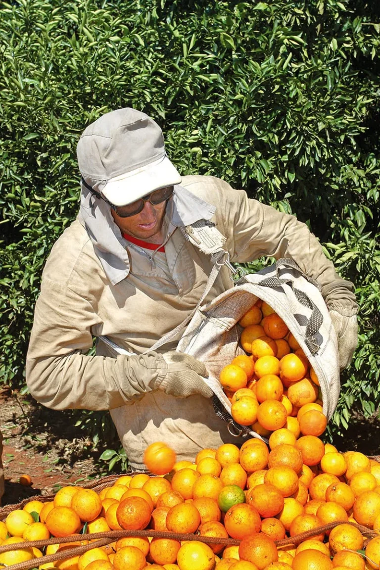Harvest